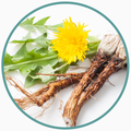 Dandelion Root