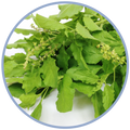 Holy Basil
