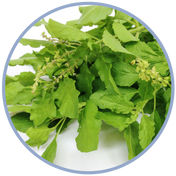 Holy Basil