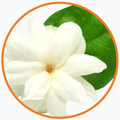Jasmine