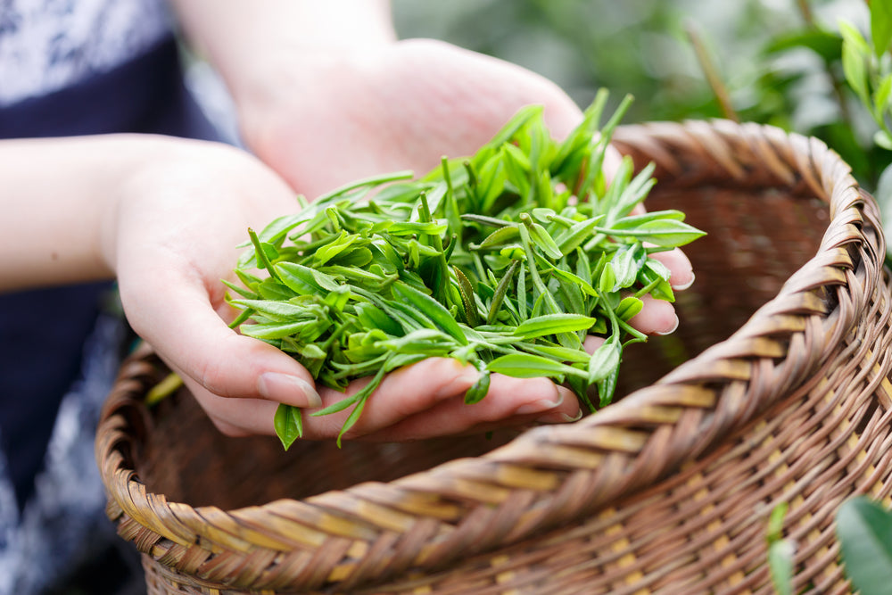 The History of Tea: How Tea Became the World’s Healing Beverage