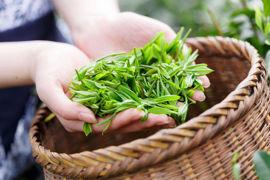 The History of Tea: How Tea Became the World’s Healing Beverage