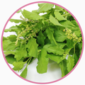 Holy Basil