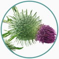 Milk Thistle